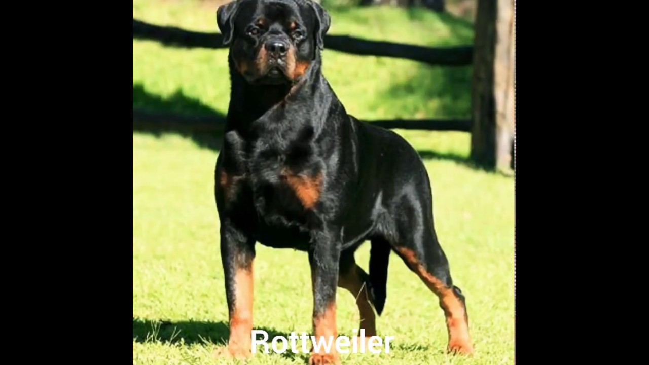 Top 10 dogs price in Bangladesh YouTube