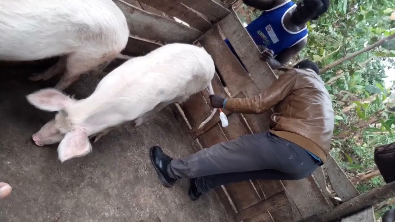 Artificial insemination in pigs YouTube