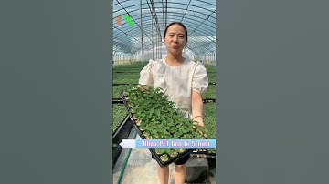 Nông nghiệp công nghệ cao, Tưới tự động Tháp Xanh