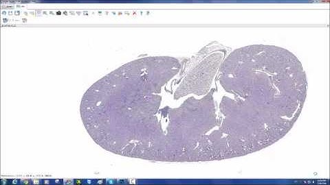 Motic Easy Scan Pro DSAssistant Software