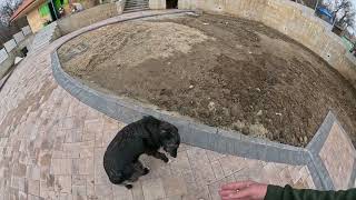 A DISPARUT CAINELE VECINULUI