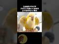 オキナインコがかわいい🦜 #動物 #雑学 #オキナインコ #豆知識
