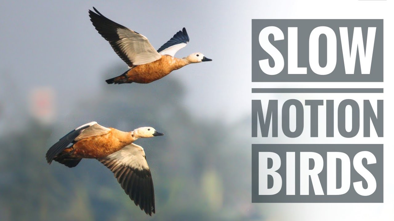 Birds in slow motion 120 fps / with Canon R6 and ef 100-400 ii - YouTube
