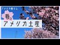 アメリカの春のイベント、イースター商品など日本へお土産紹介します！ターゲット(target)、ウォルマート(walmart)、トレーダージョーズ(Trader Joe’s)の商品をご紹介します