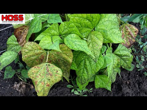 Video: Beanwortelziektes identificeren - Hoe schimmel op bonenplanten te bestrijden