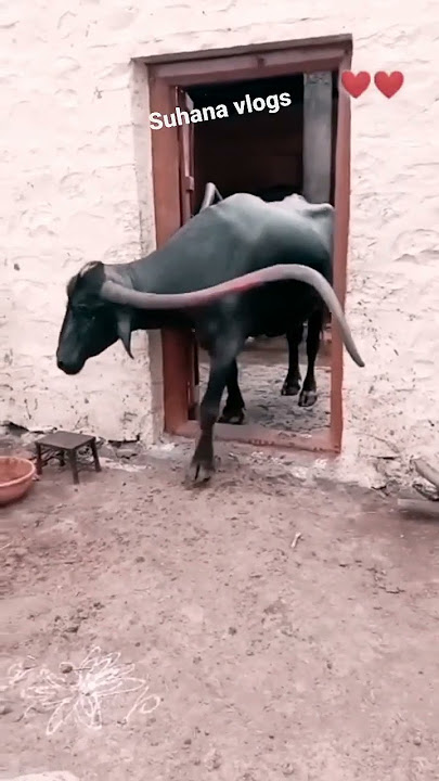 OMG 🤔Amazing big horns Buffalo🐃/ first time see/ 👍