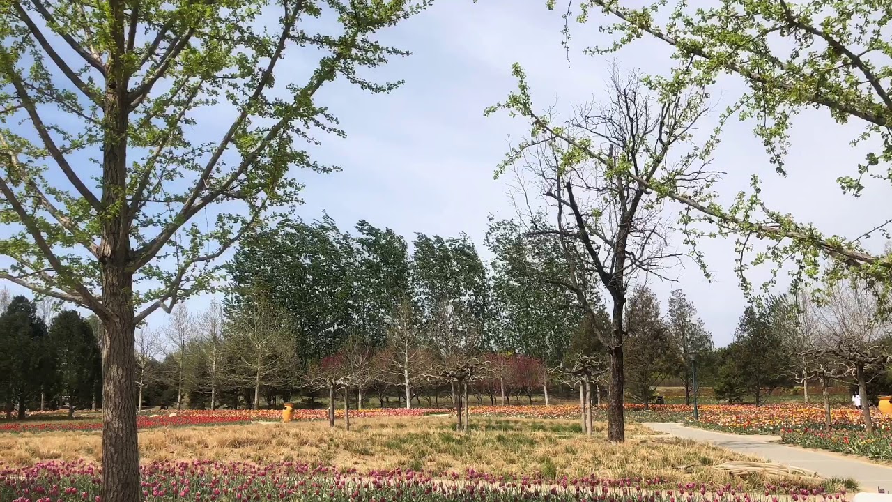 Tonton Crystal Ong王雪晶｜2019北京赏花记 di YouTube