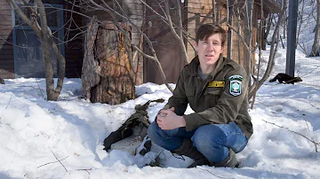 Баргузинский соболь