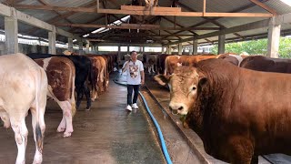 BONGKAR SAPI KURBAN TERMURAH SE-JABAR LEMBU MUDA DOA IBU BERANI GARANSI KARKAS ‼️🔥🔥🔥