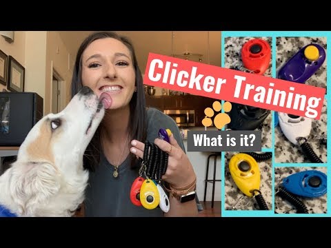 How to Clicker Train Your Dog - An Intro to Positive Reinforcement Based Training