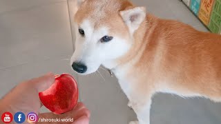 My Shibe Hasn't Ate Anything for the Past 2 Days