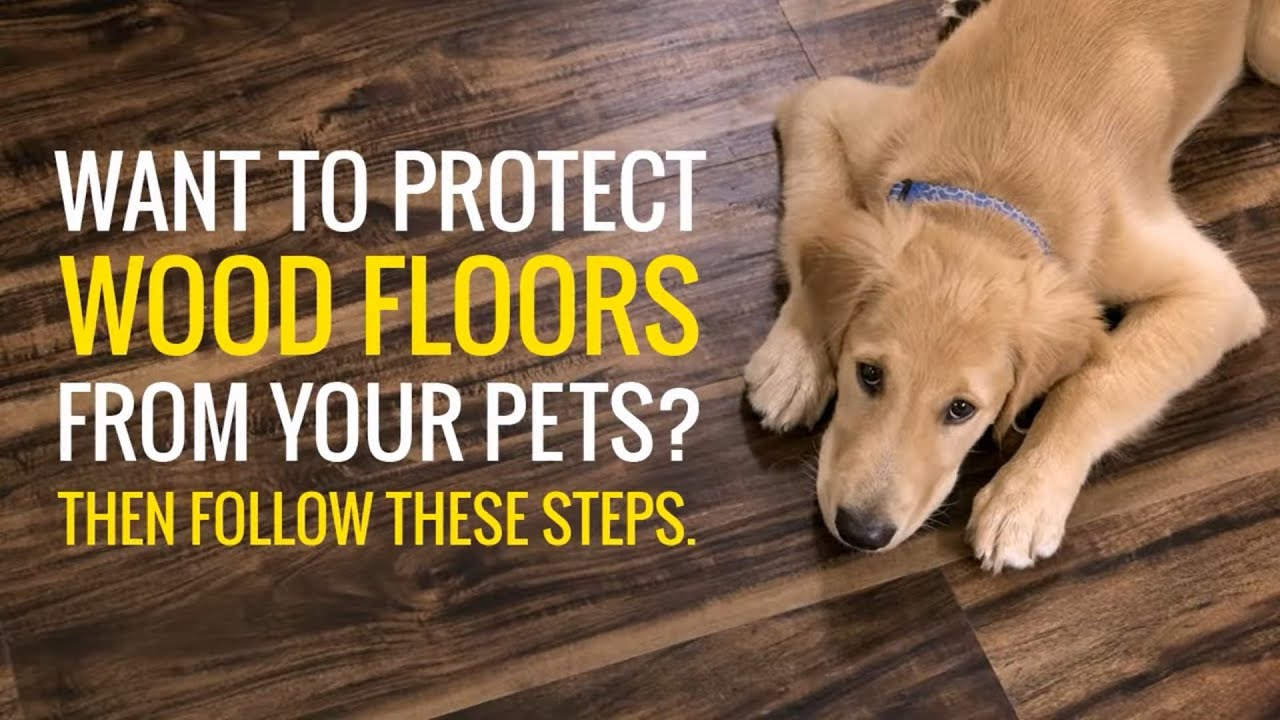 Simple Tips for How to Protect Wood Floors From Pets YouTube