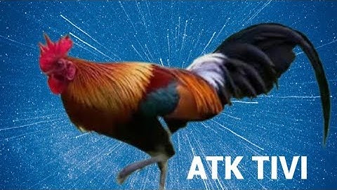 GÀ RỪNG CÁCH PHÂN BIỆT RỪNG RẶC VÀ GÀ F .