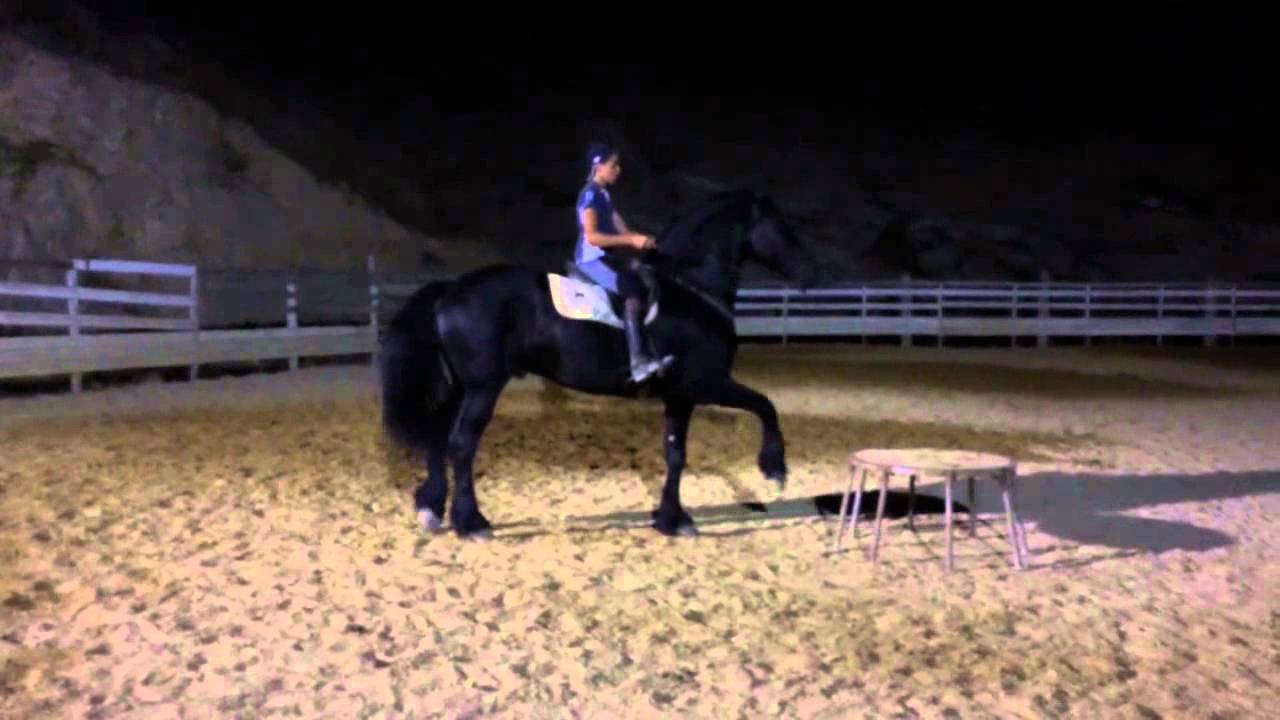 Preparazione di Bucefalo&Oscar Gino Giuseppe Castellana