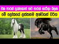 ලෝකයේ ලස්සනම අශ්වයන් වර්ග 07ක්.|07 Most Beautiful Horses In The World.|Sinhala.