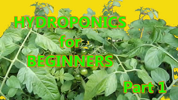 Hydroponics for Beginners: DWC homemade DIY Under $50 Part 1