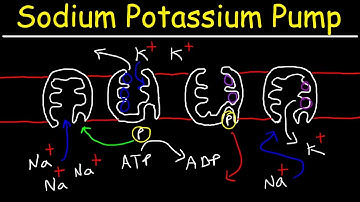 Sodium Potassium Pump - Active Transport