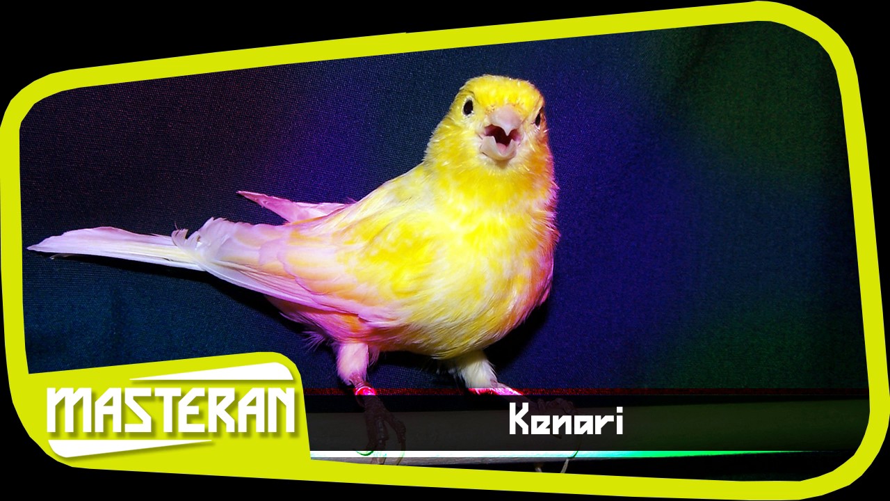 SUARA BURUNG - Masteran Terbaik Kenari | Song 44 
