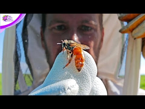 فيديو: هل يتم تلقيح النحل الأفريقي؟