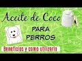 🥥 Aceite de Coco para Perros: Aseo, Receta, Antipulgas, Curaciones, CDT I Lorentix