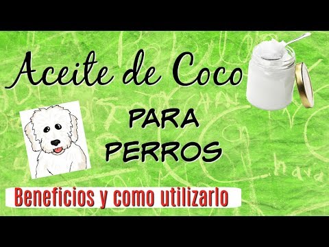 Video: Aceite De Coco Para Mascotas: ¿bueno O Malo? - ¿El Aceite De Coco Es Bueno Para Las Mascotas?