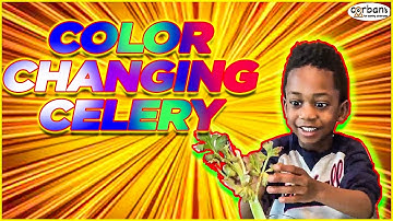 How Plants Get Their Water | Awesome Celery Experiment for Kids