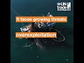 UNCTAD explains the ocean economy