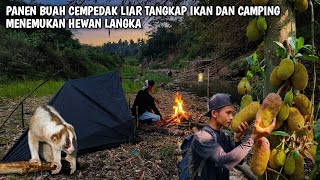 2 Hari berpetualang, panen buah cempedak liar, buah mangga hutan dan camping | KANG KUMANG 