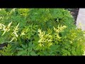 #волжанка #арункус / Волжанка обыкновенная ( лат. aruncus dioicus). Начало цветения.