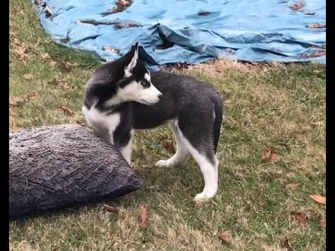 11 week old siberian husky