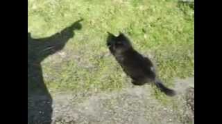 DSCF0453.AVI