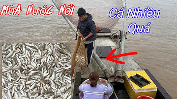 Mùa nước lũ kéo về mùa cá linh cũng tới dượng 9 ￼ủi một ngày hơn nửa tấn cá linh tập 105 