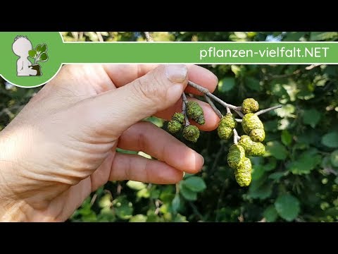 Video: Grauerle (26 Fotos): Beschreibung Der Weißerle, Ihrer Blätter Und Früchte, 