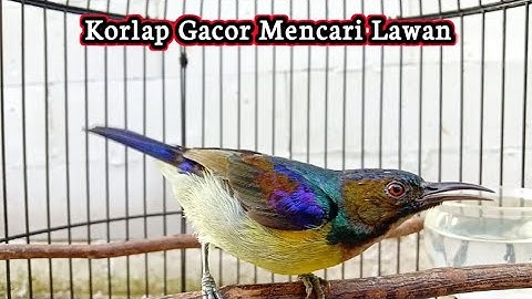 kolibri kelapa | manggar | wiceh | pancingan / masteran korlap gacor mencari lawan narung