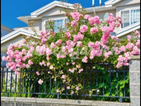 Video: Cum Să Plantezi Un Trandafir Dintr-un Buchet