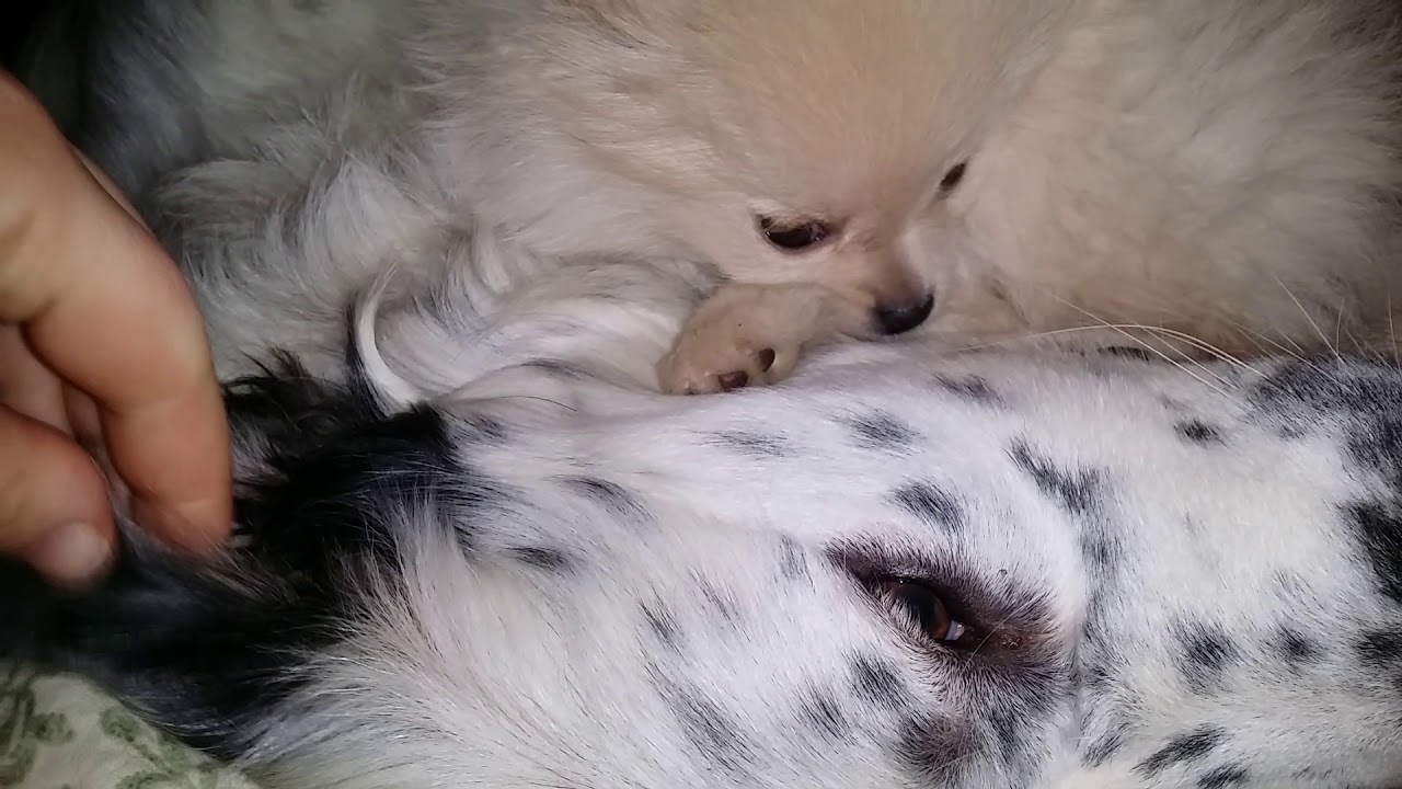 Warm, cuddly dogs Warm, cuddly dogs