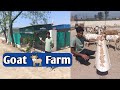 बीटल, बरबरी बकरी फार्म । Goat Farm Haryana । kisan farming