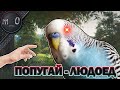 Челлендж - взять топ с попугаем / Он меня жрет! / BEST PUBG