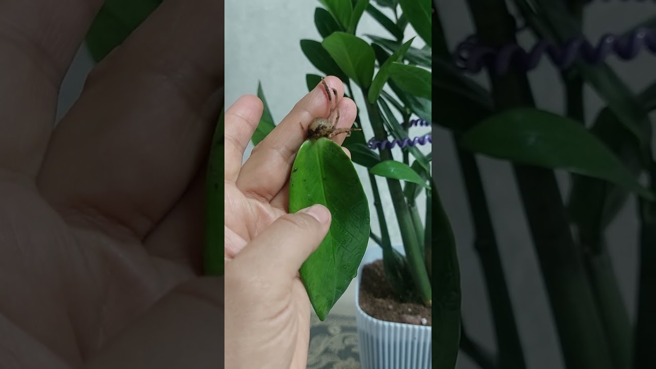 Замиокулькас баргларидан кучат тайёрлаш. НАТИЖА 3,5 ОЙЛИК