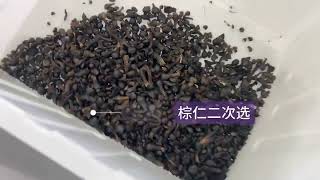 Famous Anysort AI Color Sorter for Palm Kernel Video. Wealth