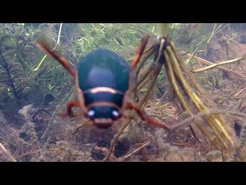 Great Diving Beetle
