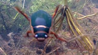 Great Diving Beetle