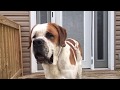 Big verns new home saint bernard rescued in st louis by stray rescue