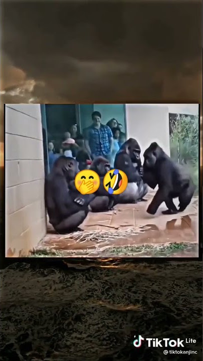 monyet takut hujan🤣