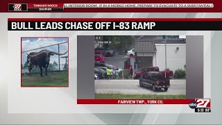 Texas Longhorn bull runs wild near highway off-ramp in York County