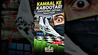 ❤️ Tedi Kabootar Ki Jodi: BSR Pigeon Ka Naya Shauk! #shorts  #bsrpigeon #pigeonflying