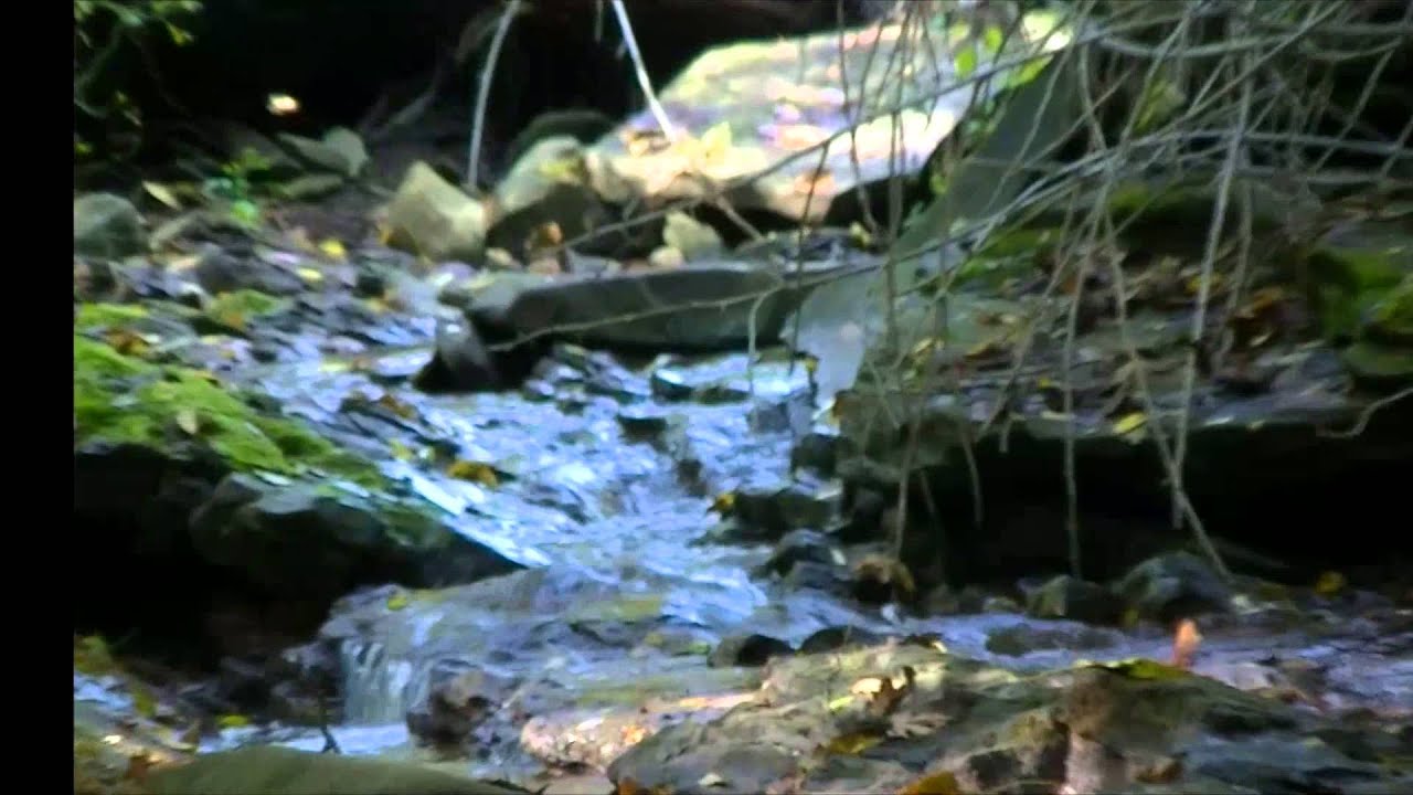 pickin wildflowers YouTube