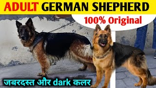 1 Number quality german shepherd | Adult german shepherd for sale
