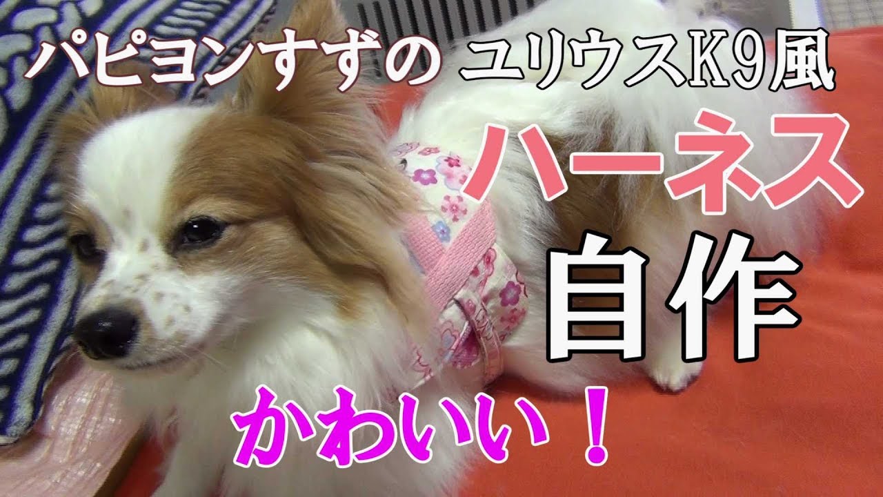 パピヨンすずのハーネス自作 かわいいユリウスk9風 Youtube