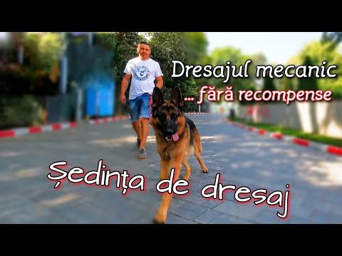 Video: 3 moduri de a alege un cățeluș Shiba Inu